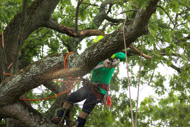 Lawn Irrigation Installation and Maintenance in Crane, TX